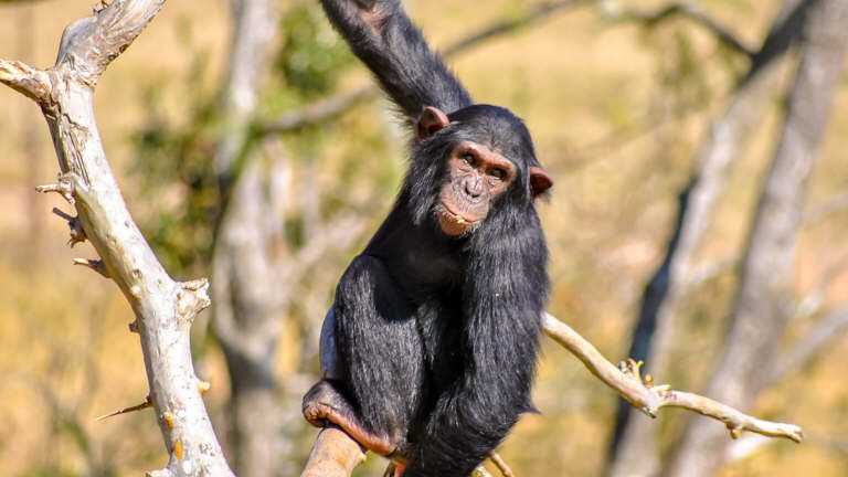 Jane Goodall Institute Chimpanzee Eden