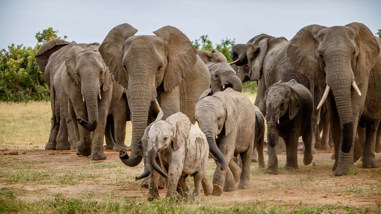 Elephants - © www.artography.co.za