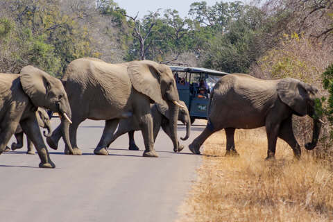 African Safari Adventures