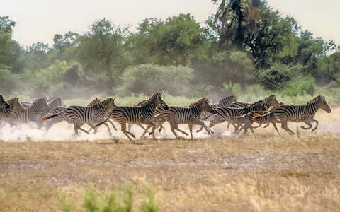 African Safari Adventures