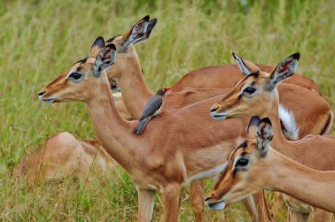 African Safari Adventures