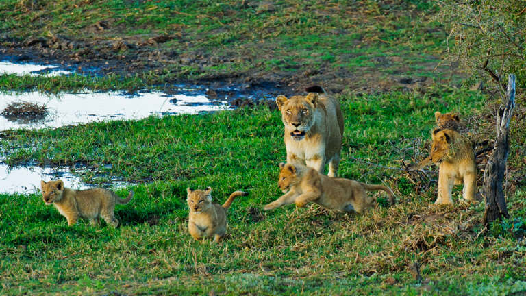 Open Vehicle Safaris - African Safari Adventures