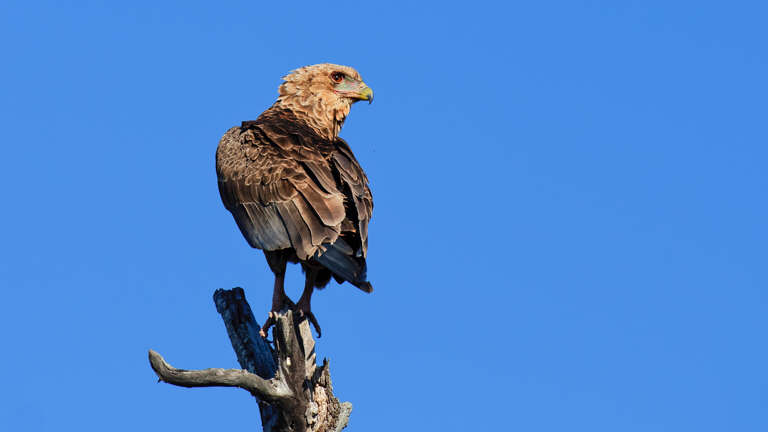 Open Vehicle Safaris - African Safari Adventures